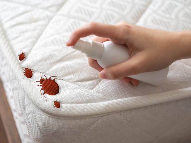 Best Residential Pest Control  in Dalworthington Gardens, TX